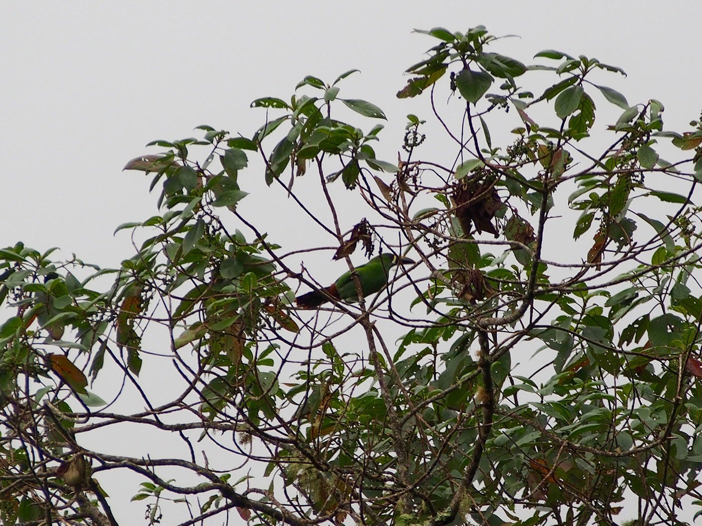 bird with a long, sturdy beak in a treetop