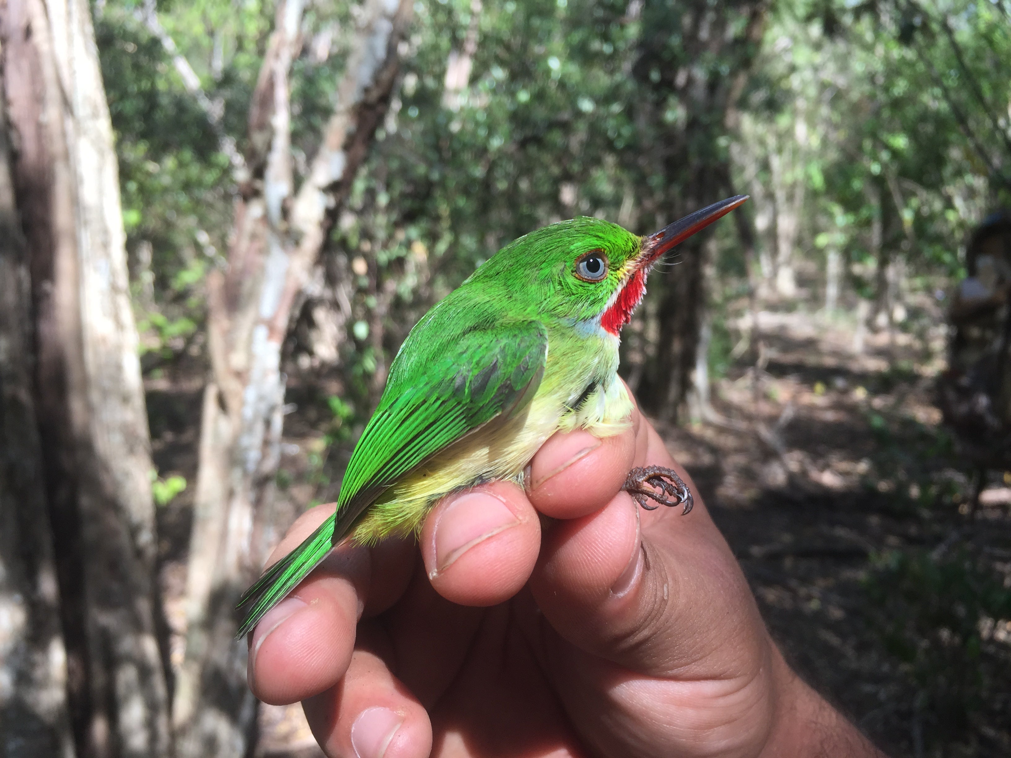 A green Jamaican tody in someone's hand