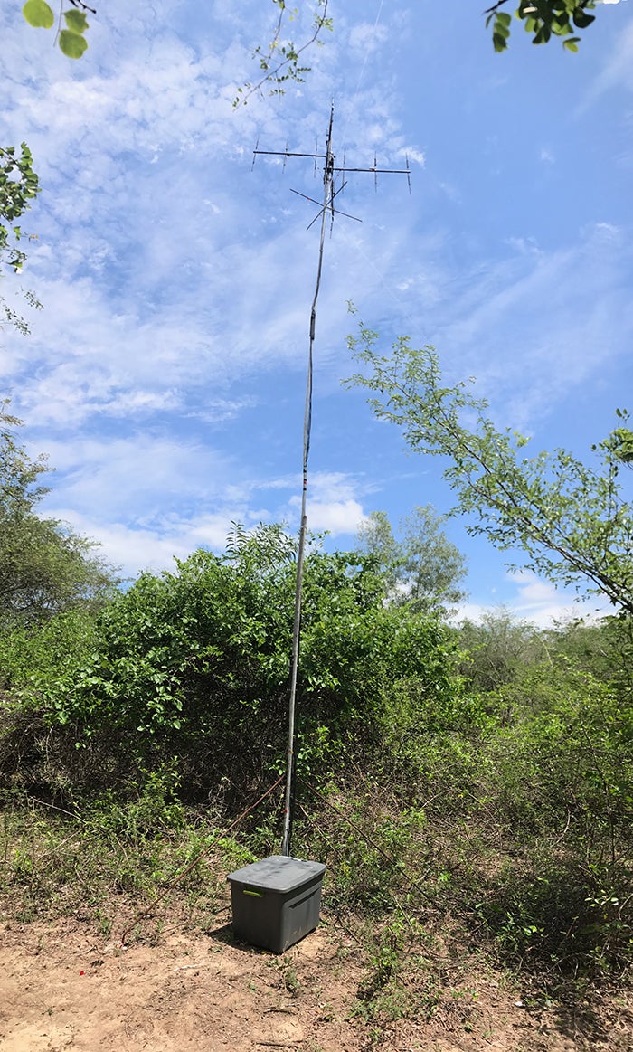 An automated radio telemetry station used to passively track birds as they move across the site and, ultimately, when they depart for spring migration.