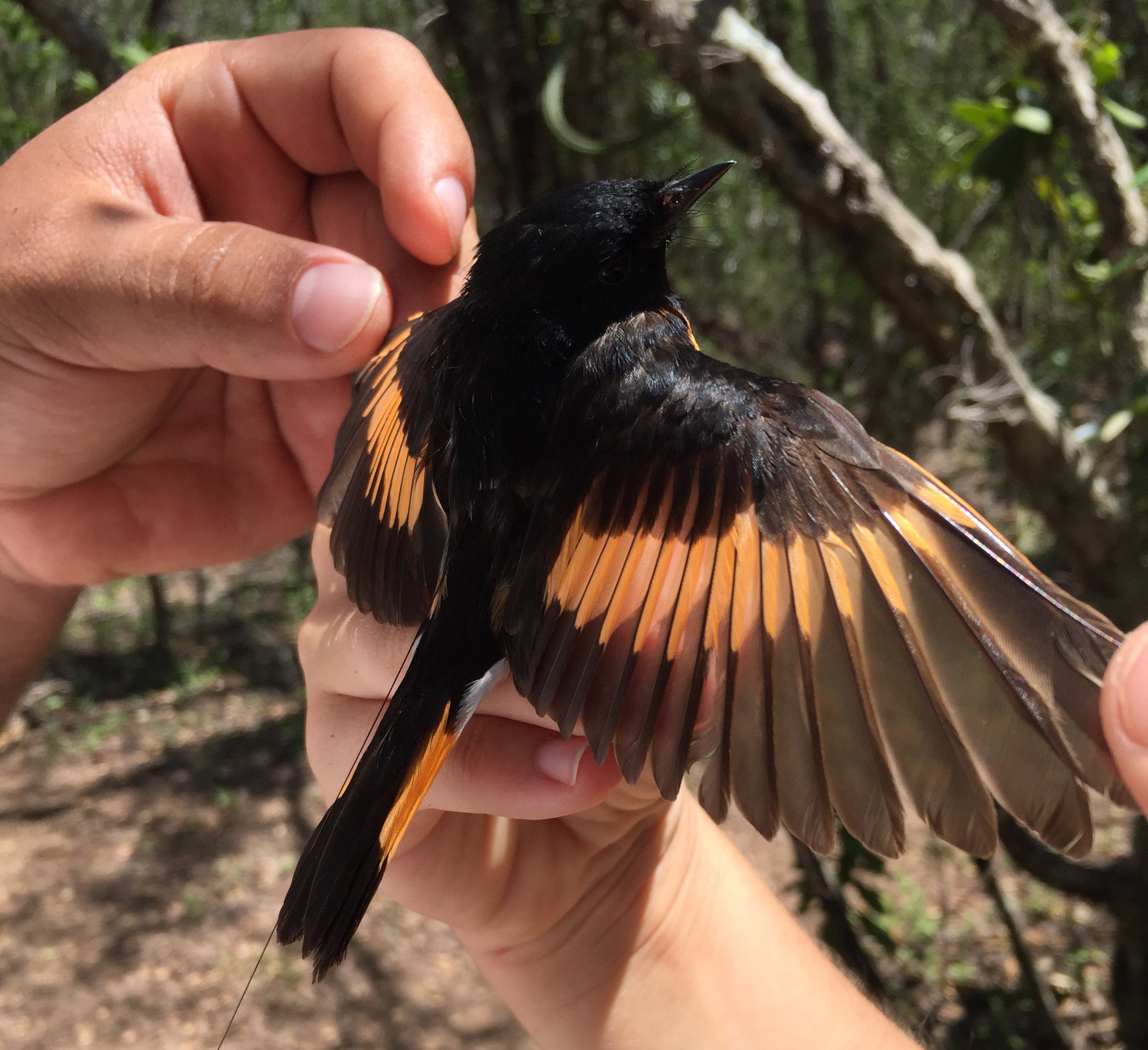 This awe-inspiring male American redstart was equipped with a brand new transmitter.