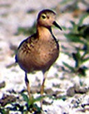 tan bird with long beak on gravel