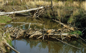 dam of logs and sticks across a stream