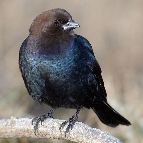 The Dark Side Of Migratory Birds Smithsonian S National Zoo