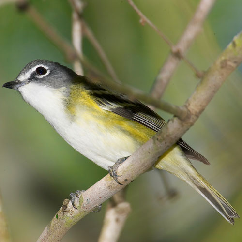 VIREO Bird Photos