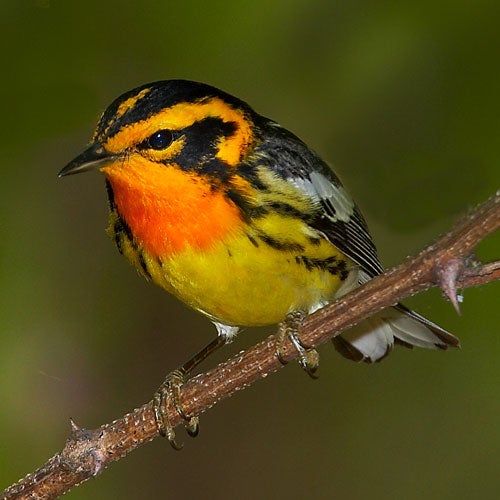brightly-colored bird
