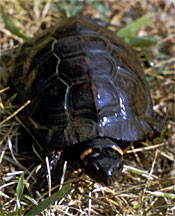 small black turtle with orange spots on neck