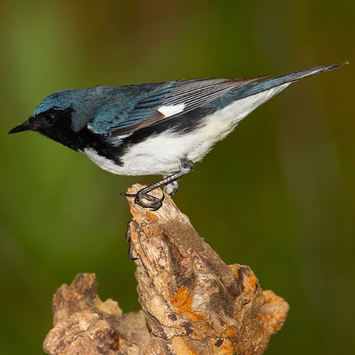 Black-throated blue warbler