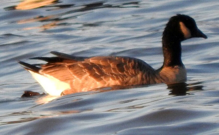 small-sized goose with dark neck and light chin swimming