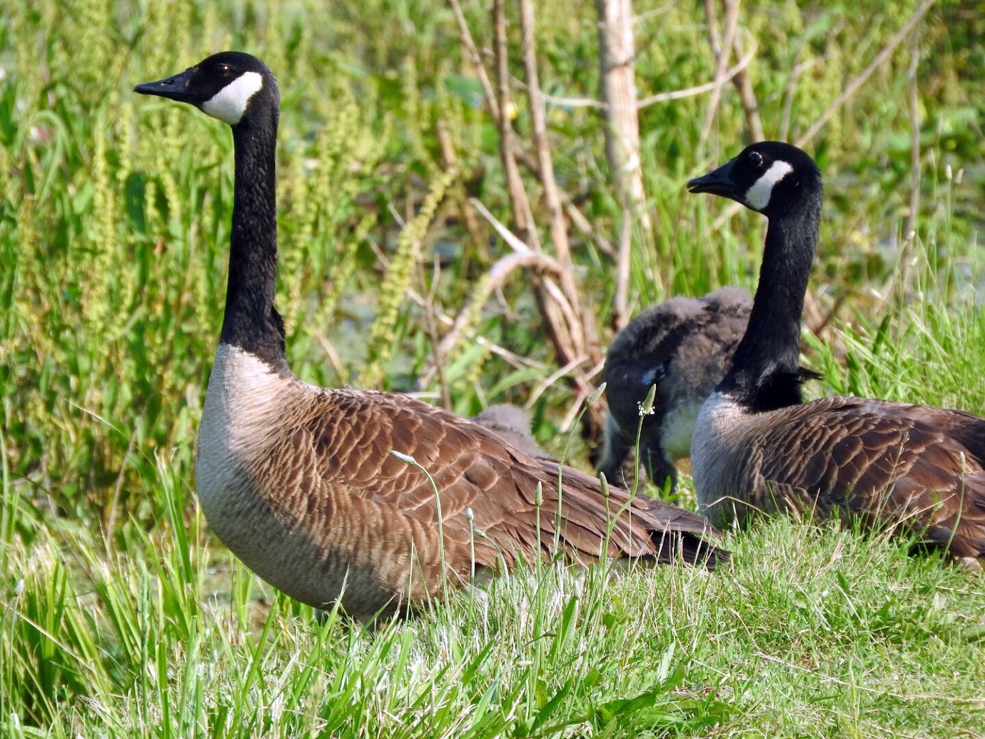 Goose flock on grass by Gillian Gough