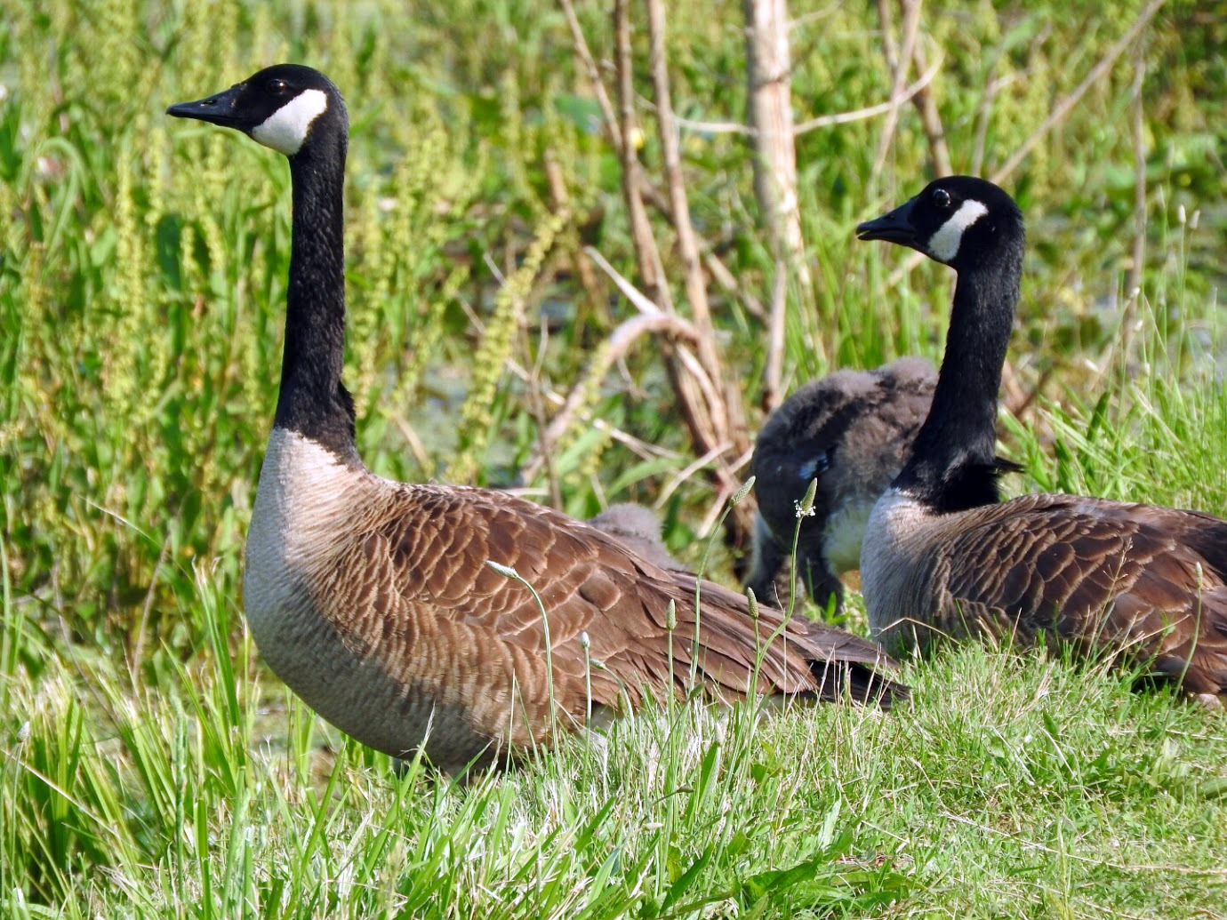 Canada goose hotsell vs elephant