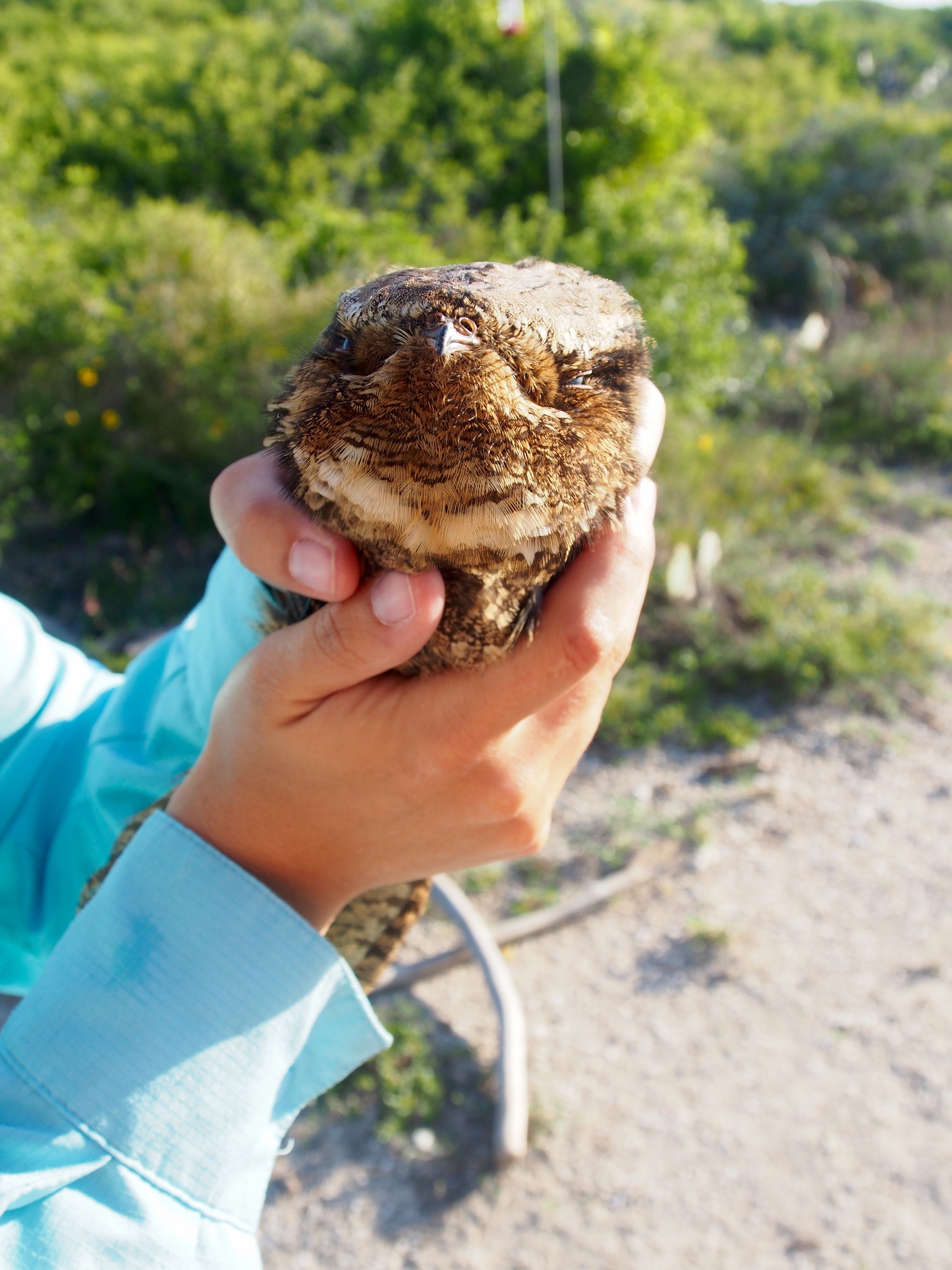 A chuck-will's-widow bird being held by a scientist