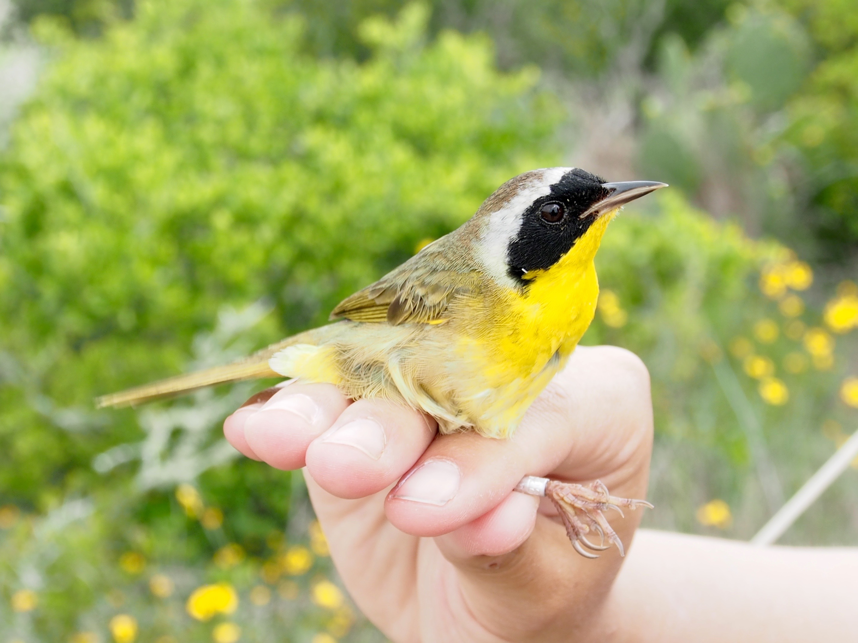 Mad Island Spring Migration Expedition Blog 2017 Smithsonian #39 s