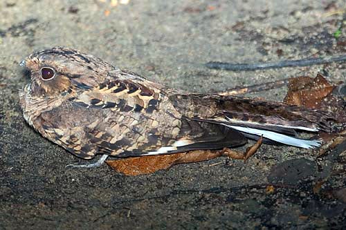 long-tailed bird on ground
