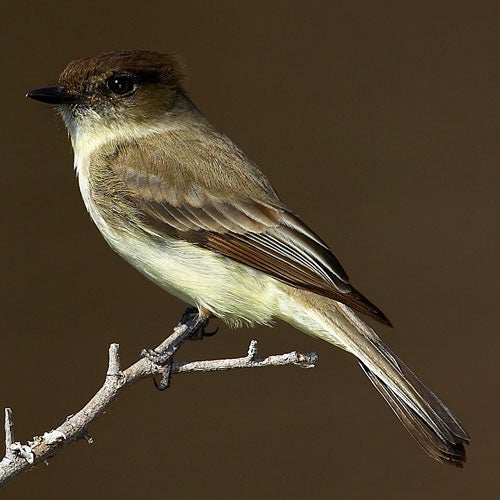 perched bird with dark beak