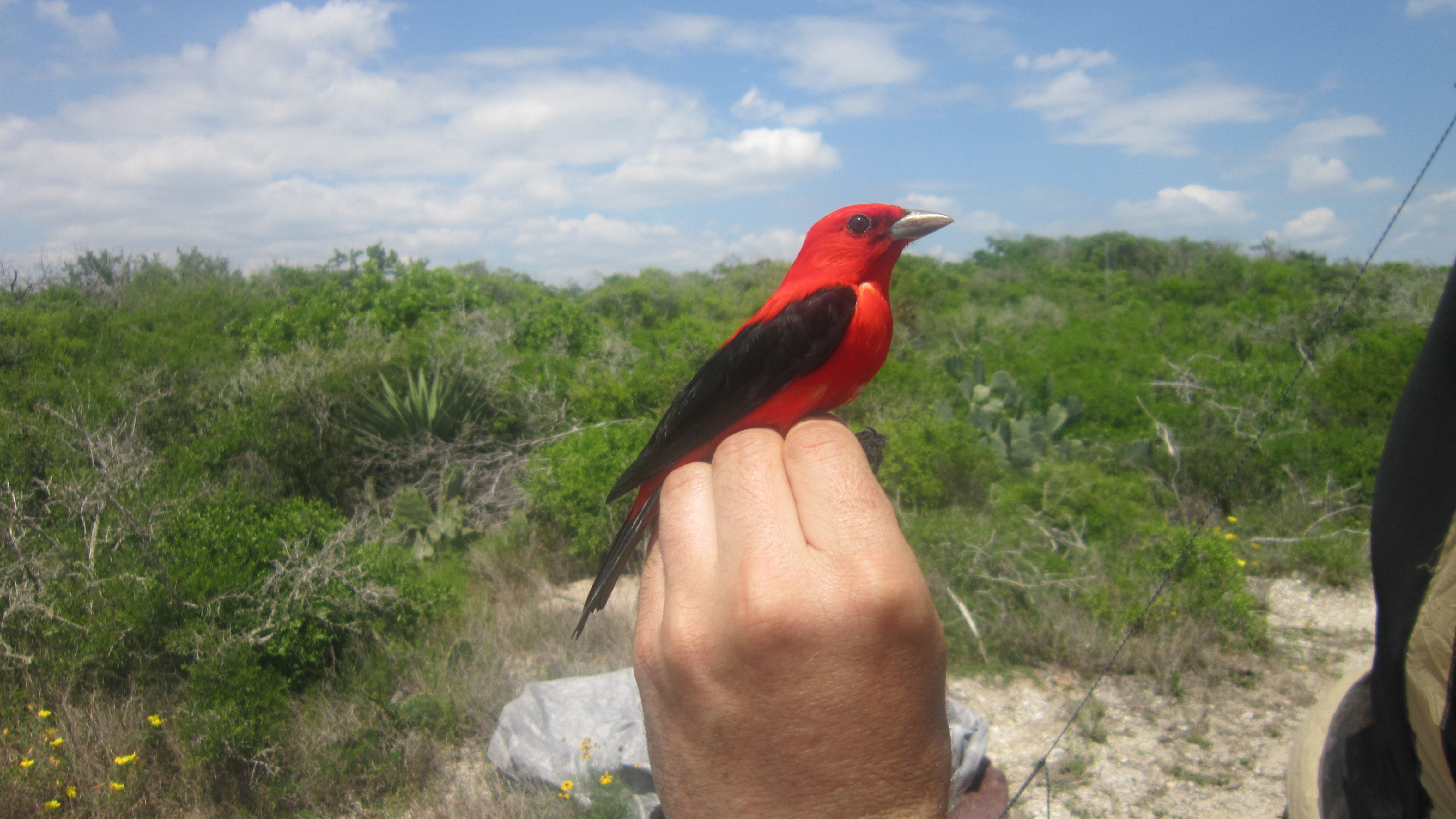 A scarlet tanager perched on someone's hand