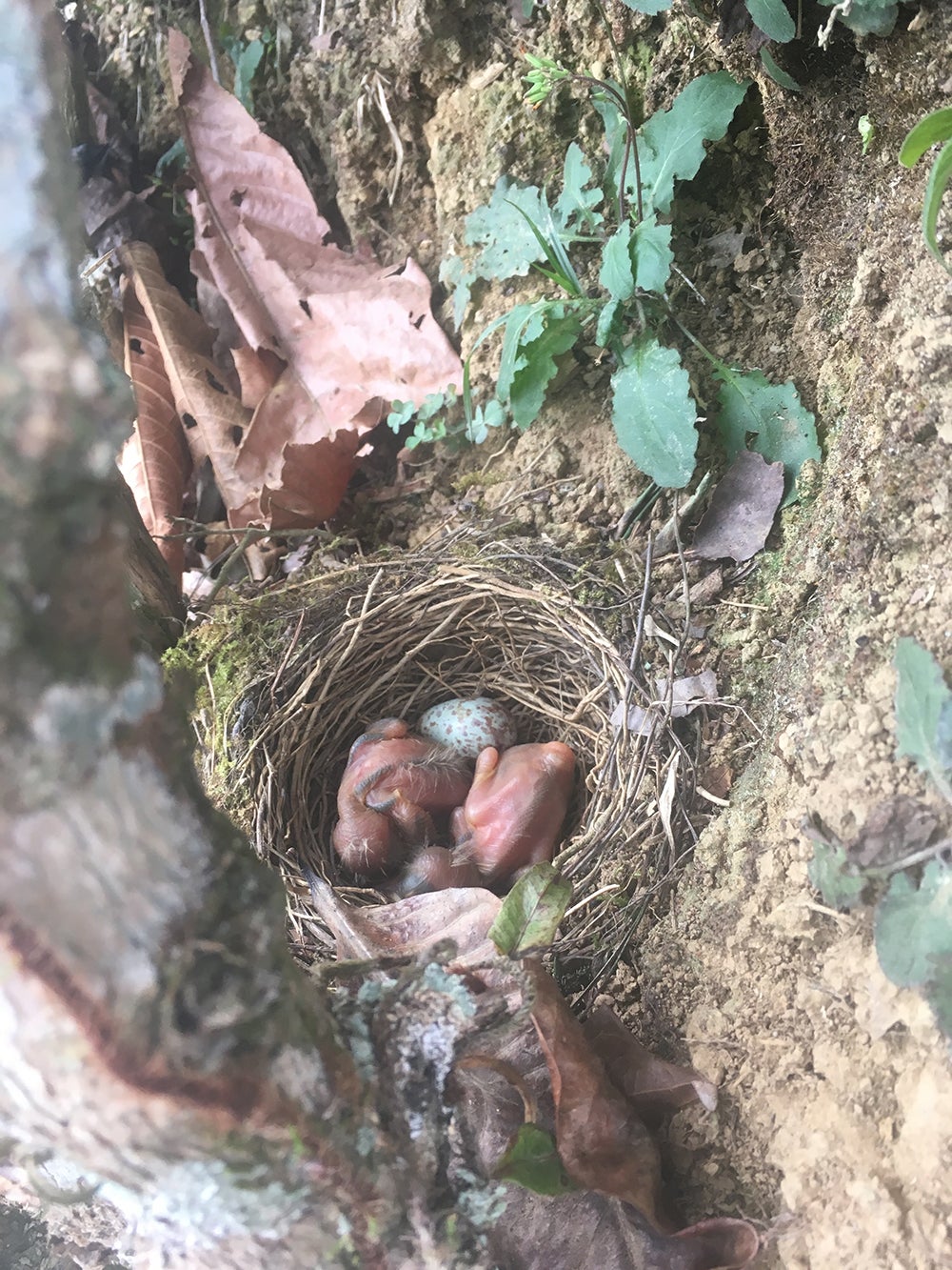 Two fledgling birds and an egg in a bird's nest