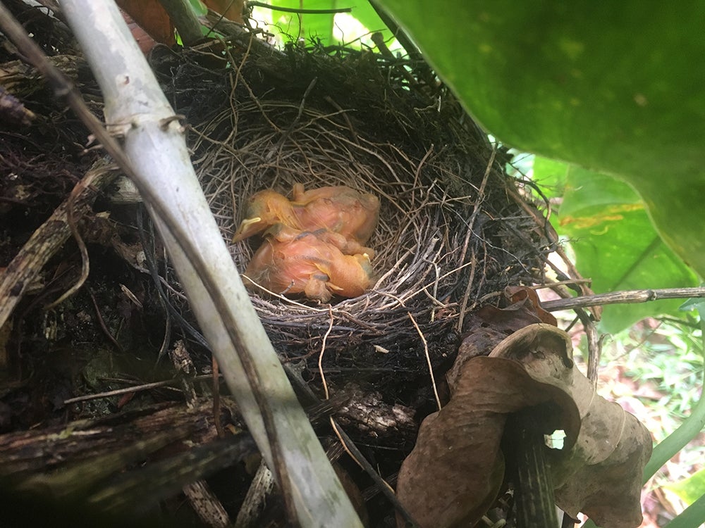 Fledgling birds in a nest