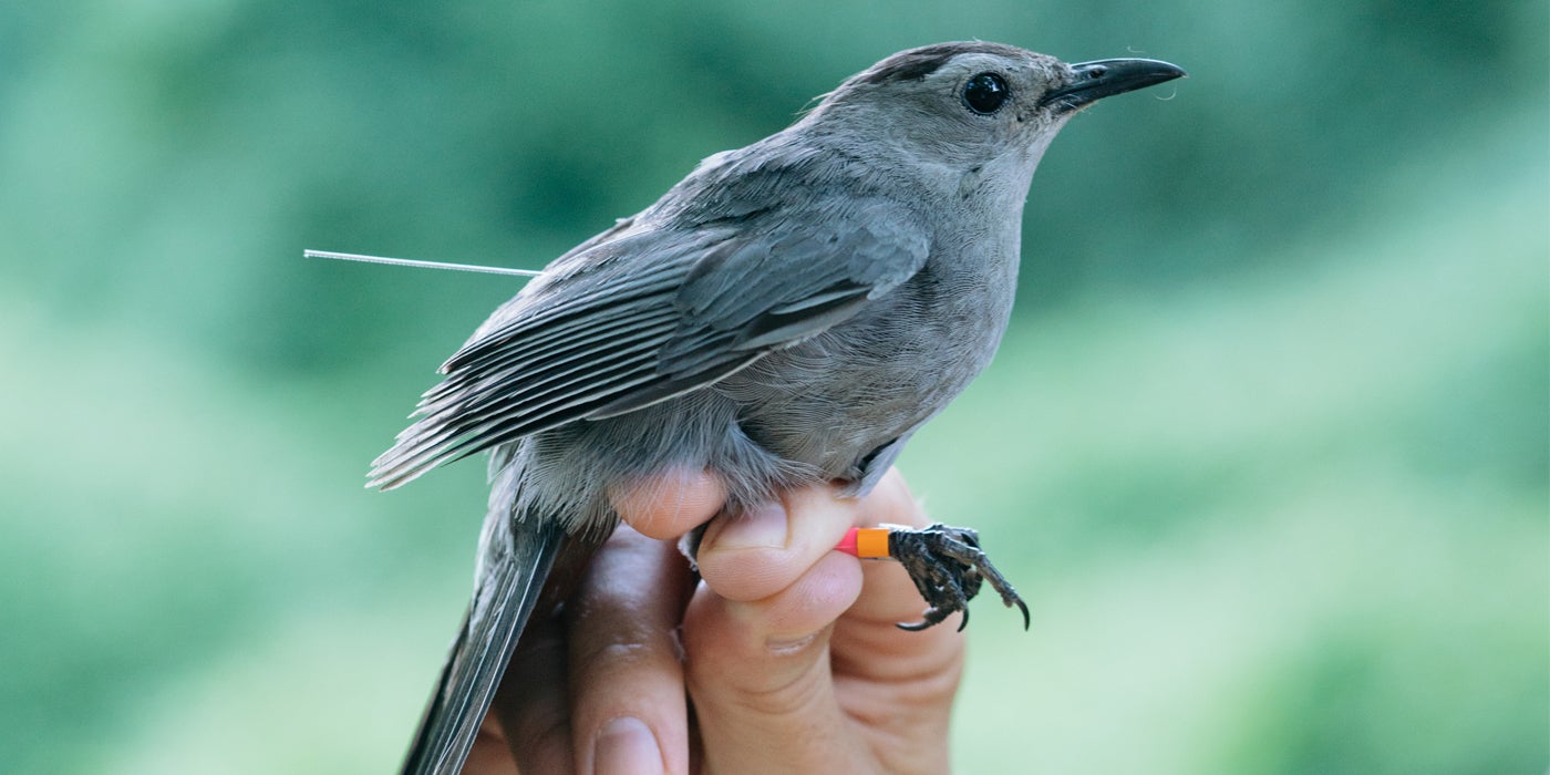 The Full Annual Cycle of Migratory Birds | Smithsonian's National Zoo