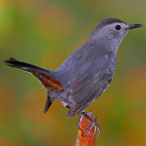 Sitting In The Catbird Seat Smithsonian S National Zoo