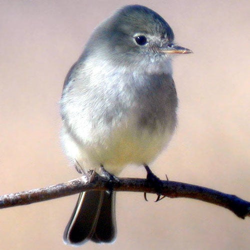 small bird with white ring around its eye