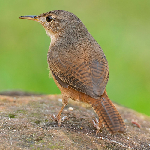 Small Bird Big Voice Smithsonian S National Zoo   Howr1 