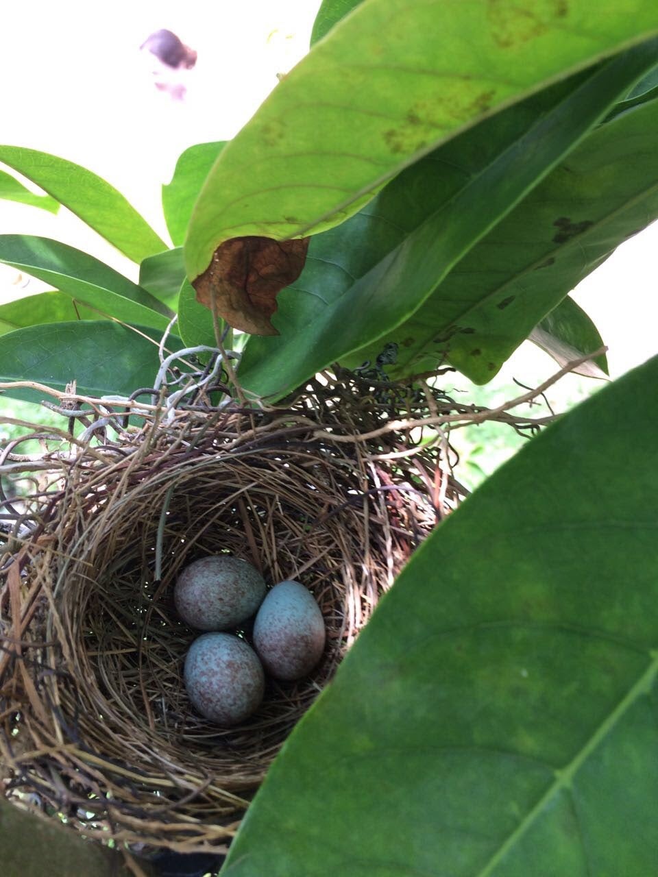 Three blue speckled eggs in a bird's nest