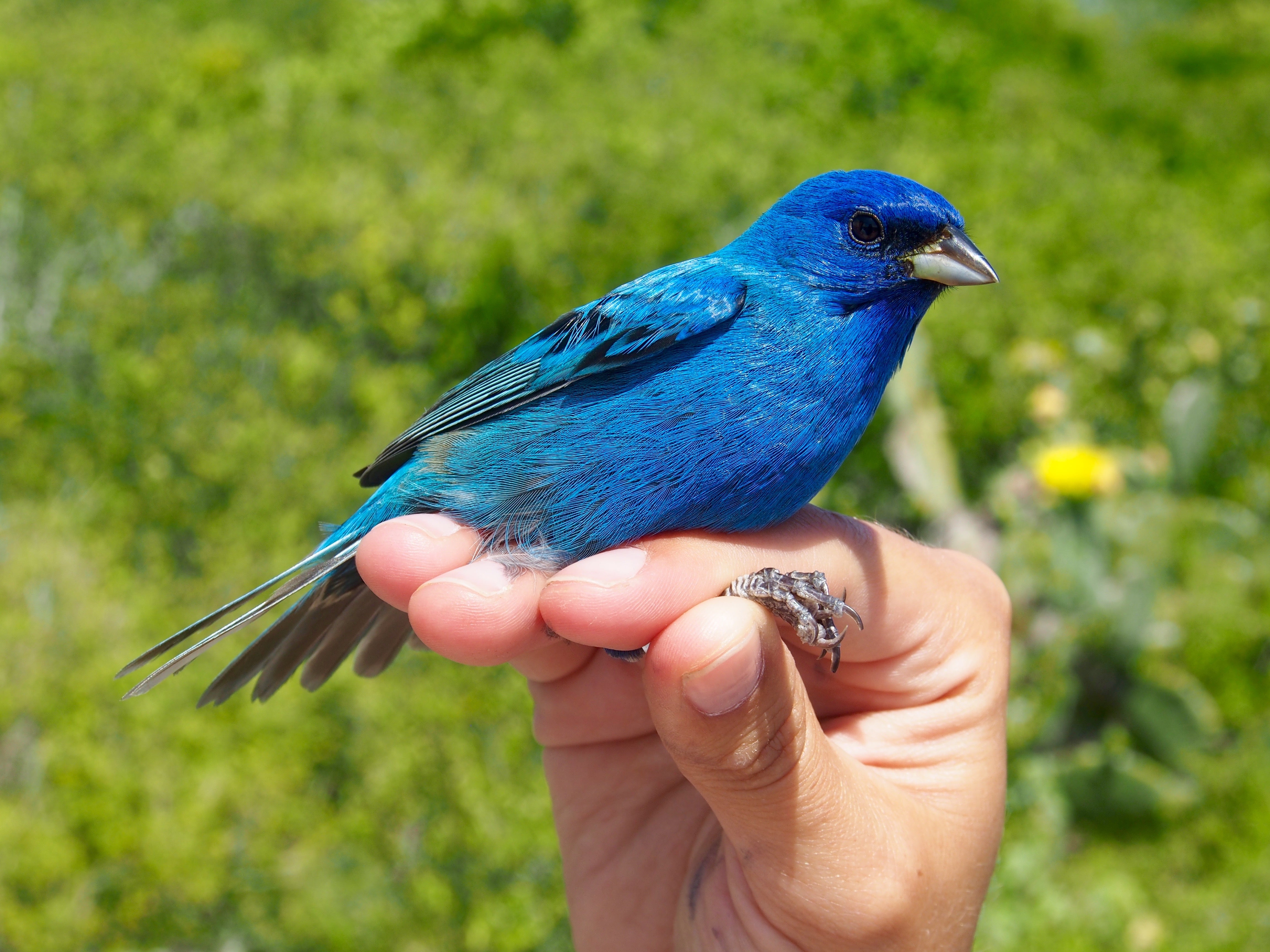 An indigo bunting, a colorful songbird, in someone's hand