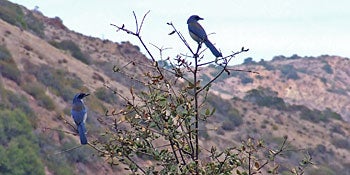pair of blue birds in tree overlooking island