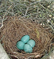 four blue eggs in a nest