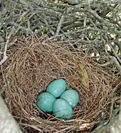 scrub jay eggs