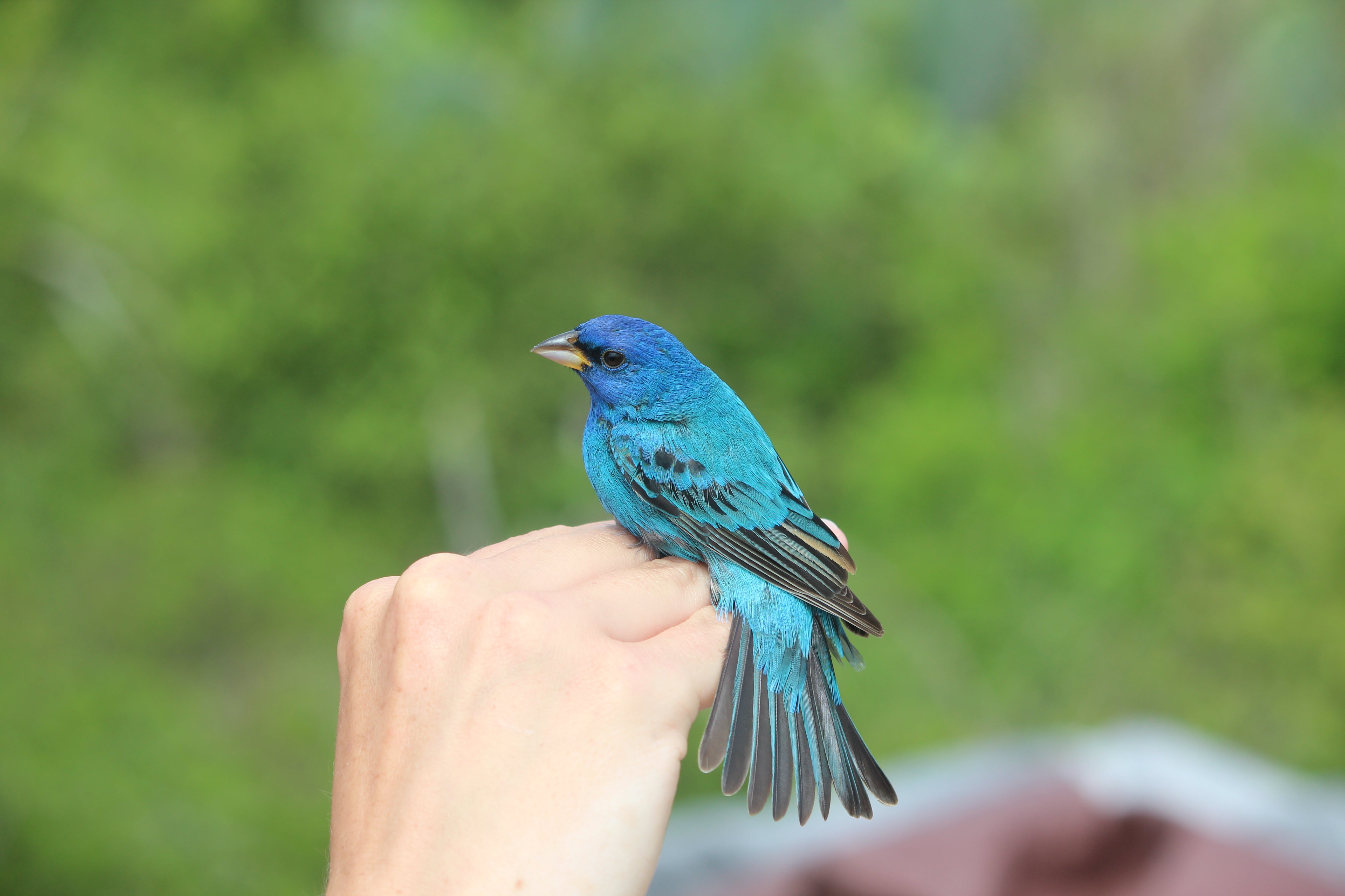 A blue bird in someone's hand