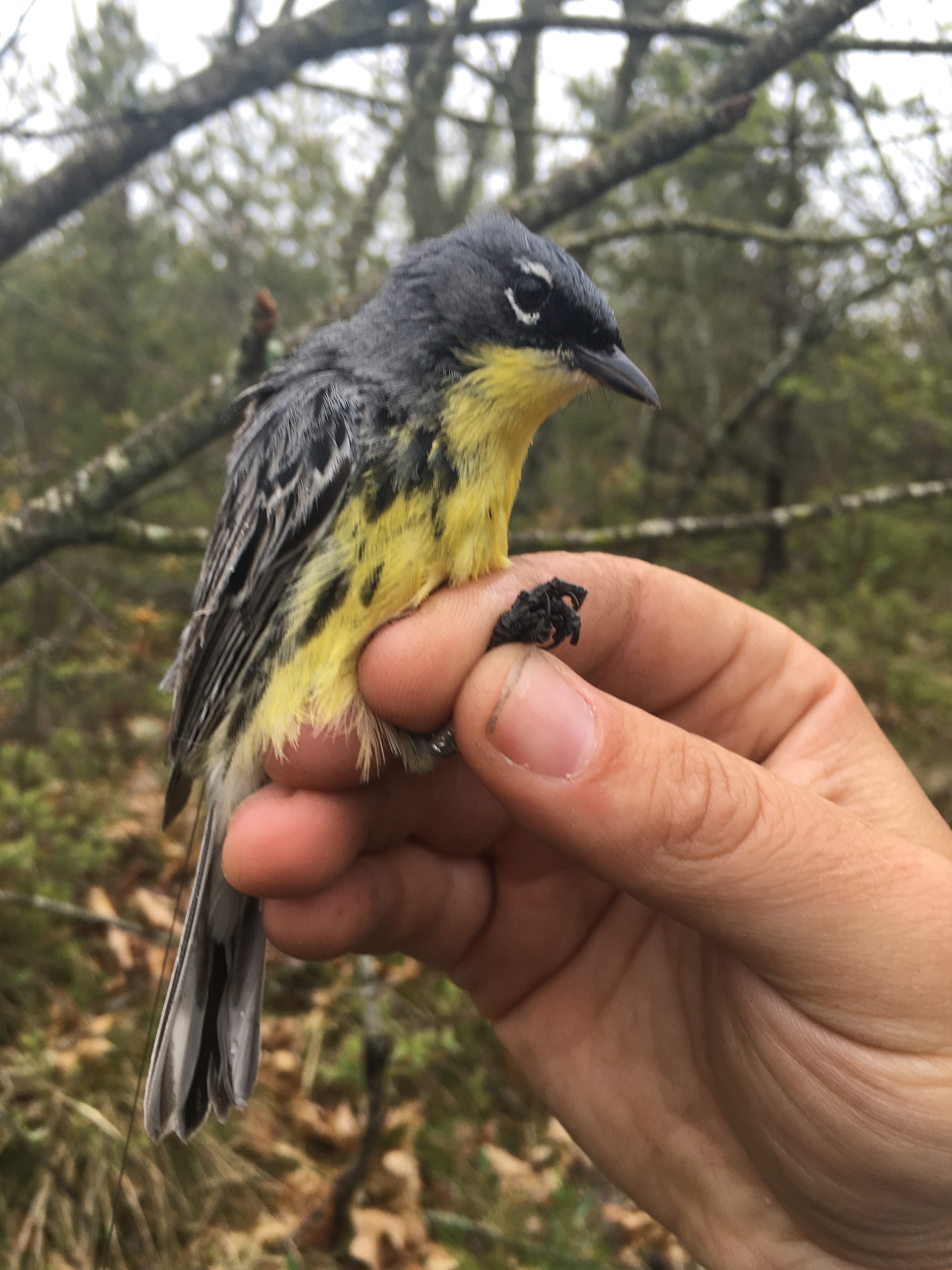 A Kirtland's warbler songbird being held in a researcher's hand after being fitted with a GPS tracker