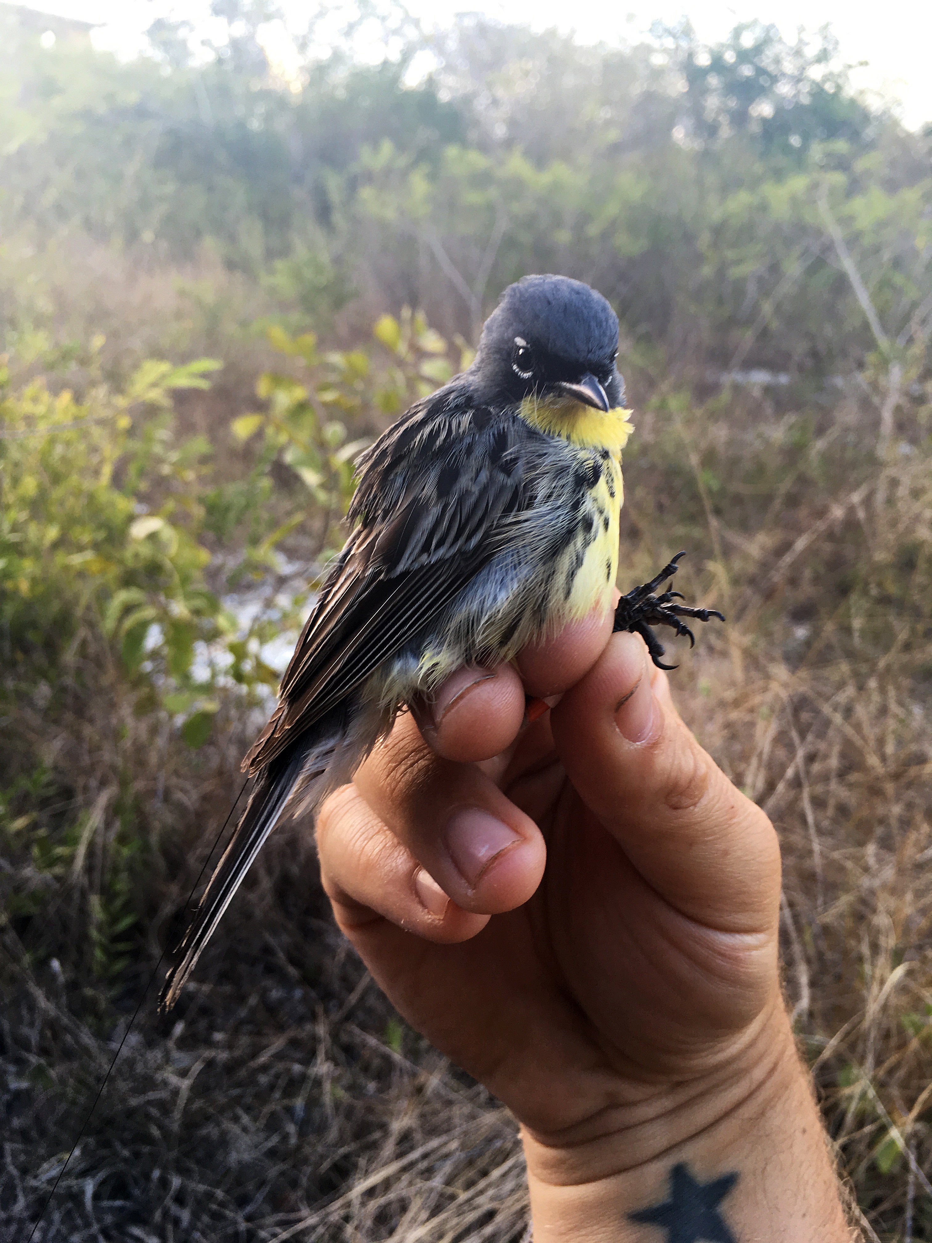 A male Kirtland's warbler in someone's hand