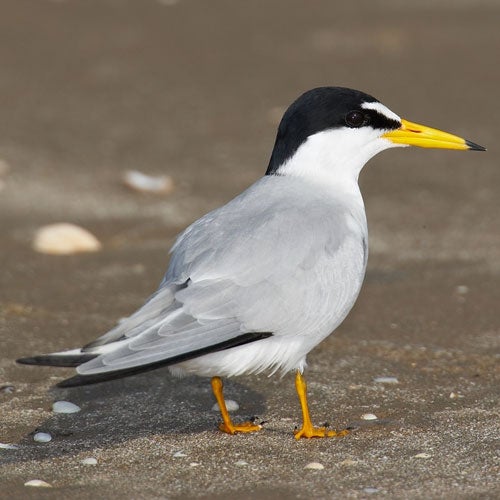 bird with pointy beak on sand