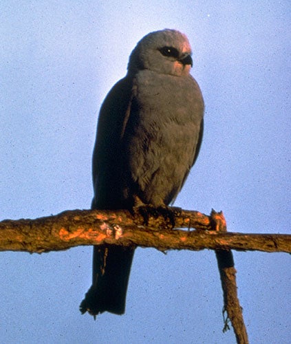 bird with hooked beak