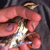 [Hand held northern waterthrush with blue and purple colored plastic bands being put on its legs]