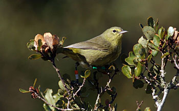 small yellow bird on oak tree