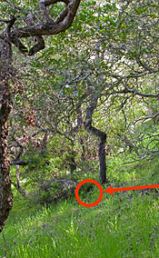 Nest on ground in grassy area under trees