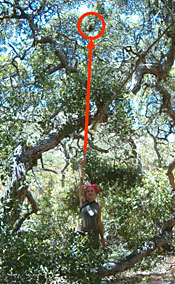 Nest in oak tree