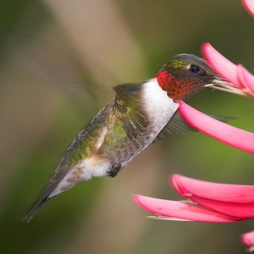 bird hovering at flower