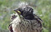young sparrow with fluffy plumage and streaked breast