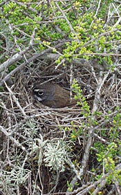 sparrow sitting on nest in dense vegetation
