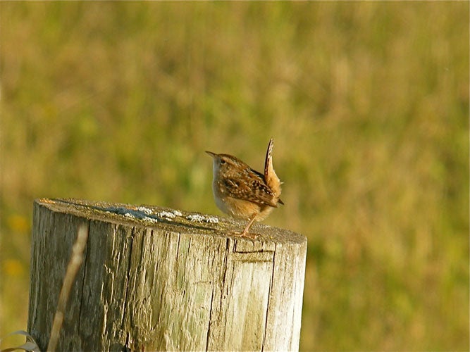 small bird with cocked tail on a post