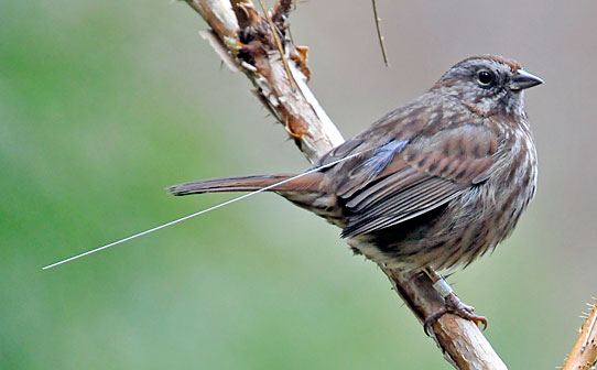 small brown bird perched with wire coming from back