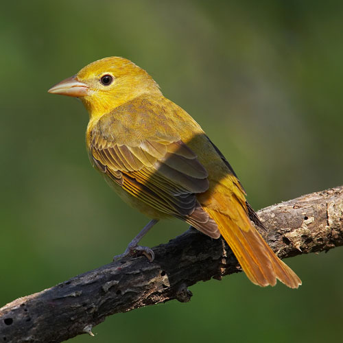 The Bird that Loves the Bees | Smithsonian's National Zoo