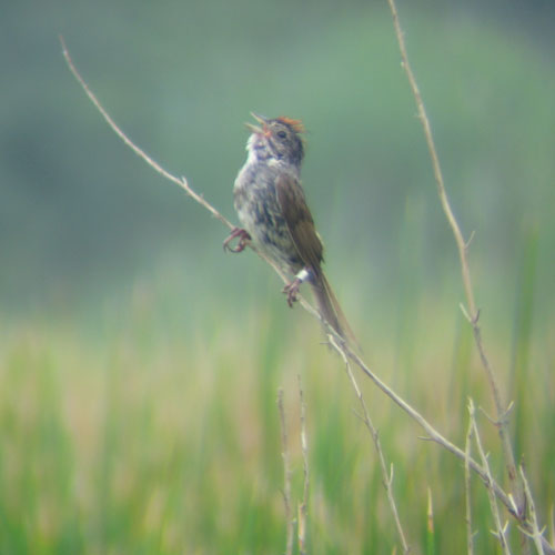 Male swamp sparrow singing from snag.