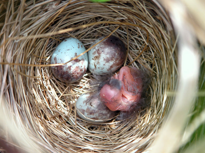 Nest hidden in grasses with eggs and young.