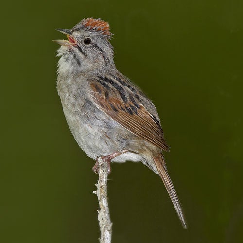 subtly-colored bird singing
