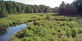 Landscape picture of stream meandering through a wetland, woods in background