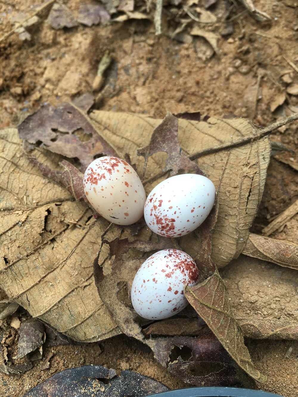 Three speckled eggs sitting on the ground on a dried brown leaf